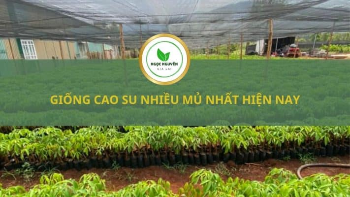 GIÁ GIỐNG CAO SU GIỐNG RRIV 209