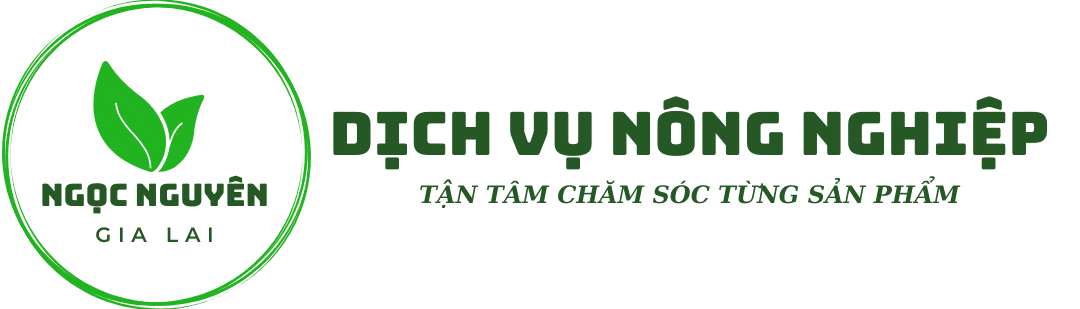 cơ sở cây giống ngọc nguyên gia lai- cao su giong ngọc nguyên
