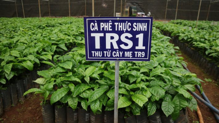 cà phê thực sinh giống trs1