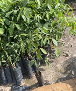 cao su giống rriv 209 bầu hạt 2 tầng lá