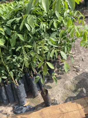 Cao su giống rriv 209 bầu tum 2 tầng lá