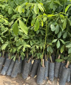 cao su giống rriv 209 bầu hạt 2 tầng lá