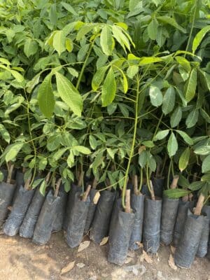 cao su giống rriv 209 bầu hạt 2 tầng lá