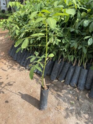 cao su giống rriv 209 bầu hạt 2 tầng lá