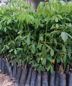 cao su giống rriv 209 bầu hạt 2 tầng lá