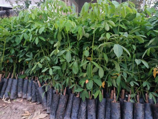 cao su giống rriv 209 bầu hạt 2 tầng lá