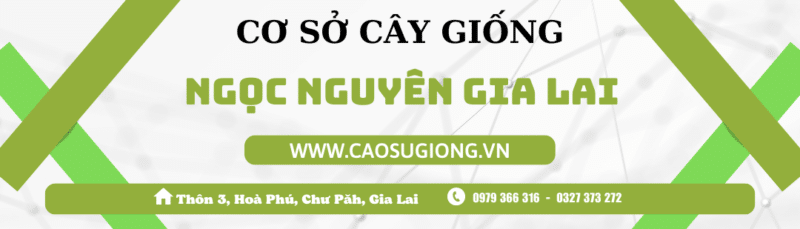 Cao Su Giống Ngọc Nguyên Gia Lai - Banner