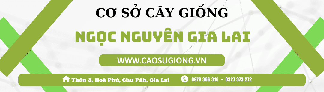Cao Su Giống Ngọc Nguyên Gia Lai - Banner