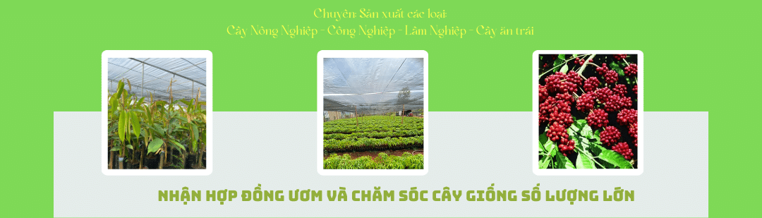 Cao Su Giống Ngọc Nguyên Gia Lai - Banner