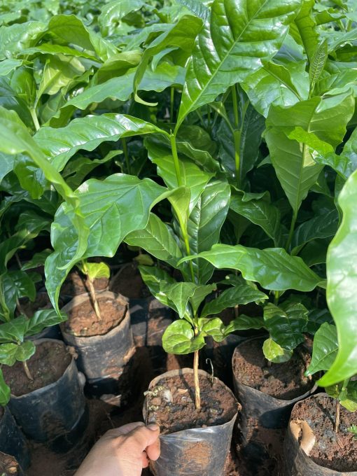 Cà phê giống thực sinh Tr4