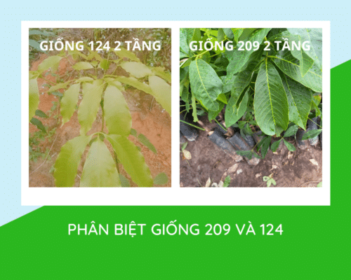 Hướng dẫn phân biệt giống cao su rriv 209 và rriv 124 (Lai Hoa 90952)