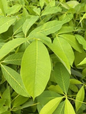 Lá giống cao su rriv 124