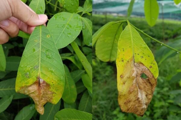 Bệnh héo đen đầu lá cây cao su