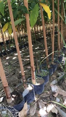 CAO SU GIỐNG 209 BẦU HẠT CẮT NGỌN