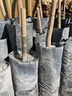 CAO SU GIỐNG 209 BẦU HẠT CẮT NGỌN
