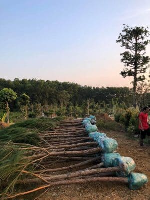 Thông ba lá - Cây công trình