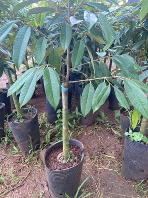 Sầu Riêng Musang King