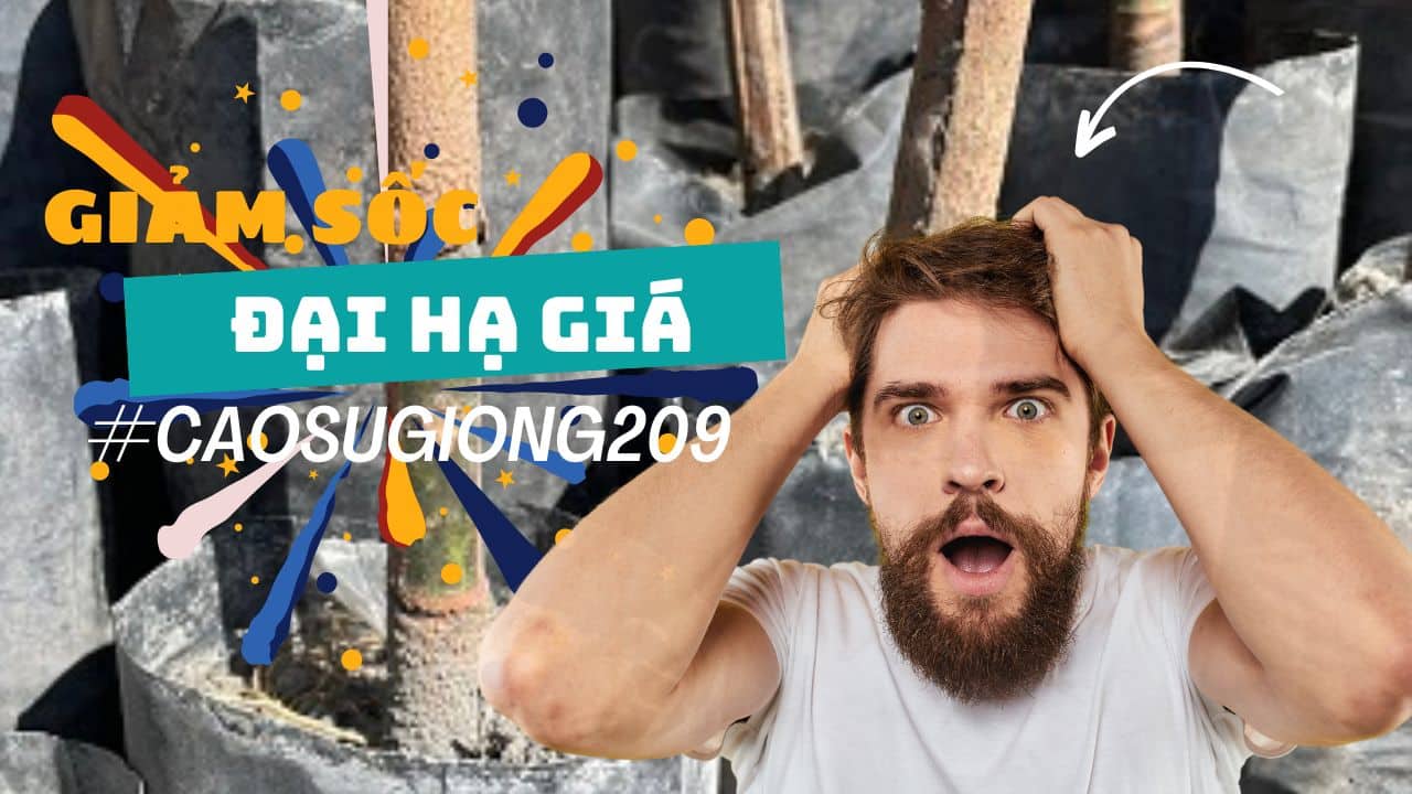 GIÁ GIỐNG CAO SU RRIV 209