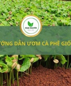 hướng dẫn ươm cà phê giống