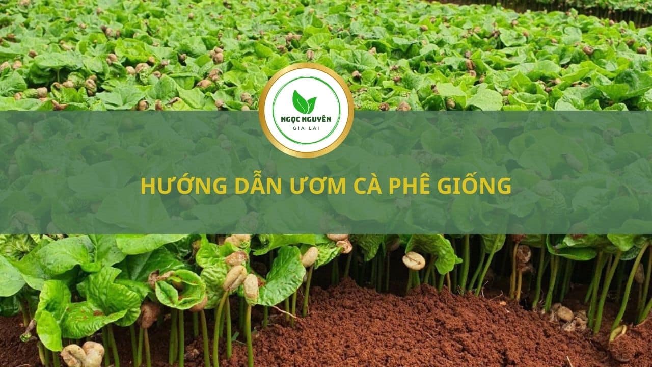 hướng dẫn ươm cà phê giống