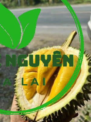 TRAI SAU RIENG MUSANG KING D197 1