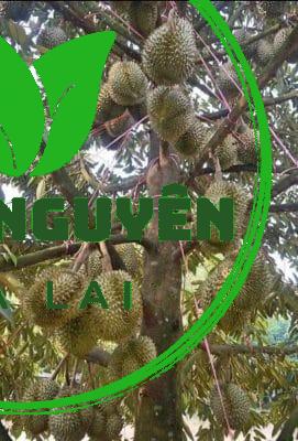 TRAI SAU RIENG MUSANG KING D197