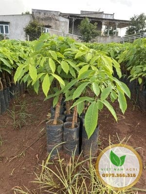 Giống Cao su 209 1 tầng lá